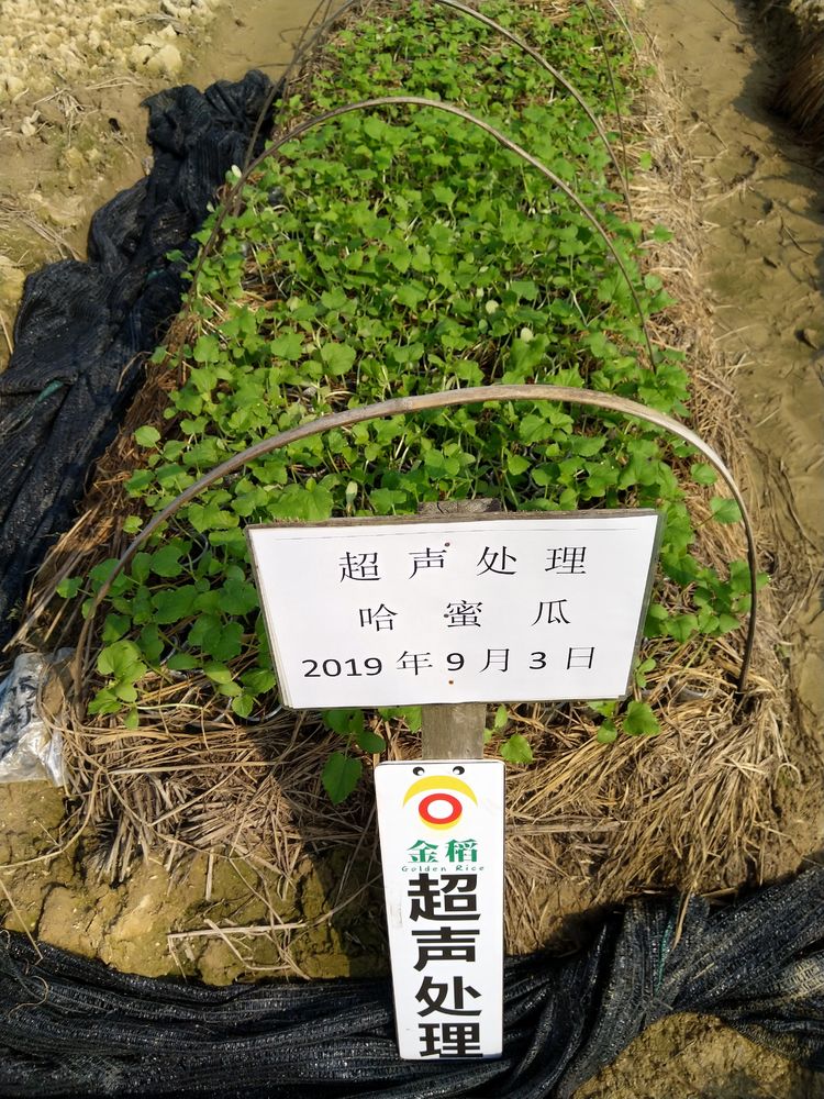 金稻農業大田田間調查