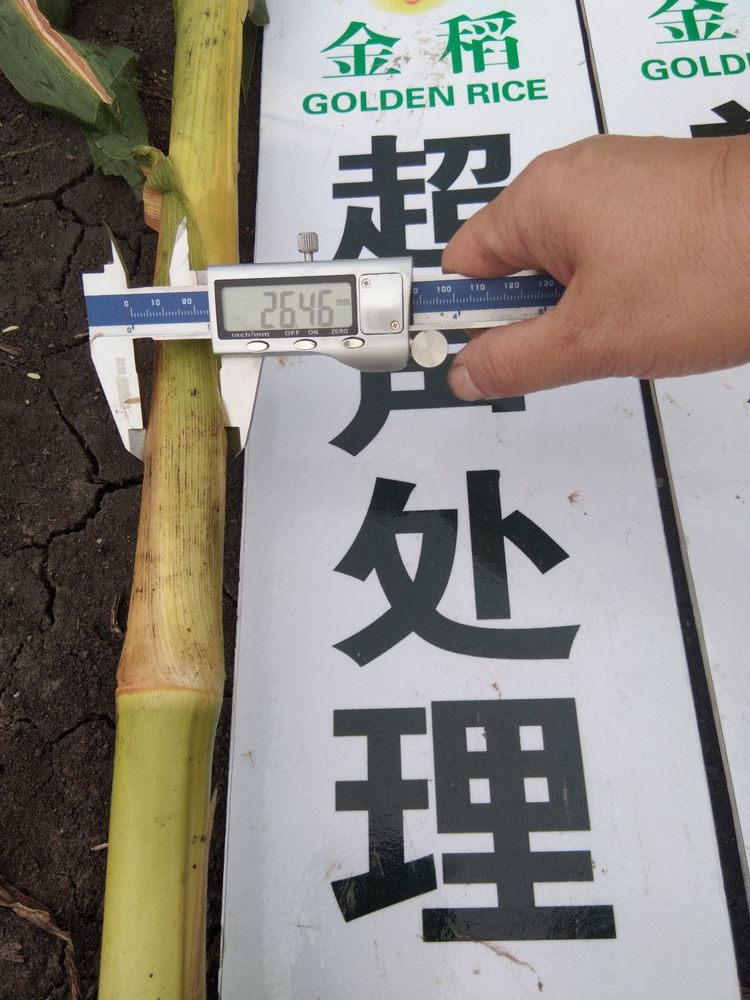 黑龍江雙鴨山市與佳木斯市的超聲波玉米、水稻種植田調查