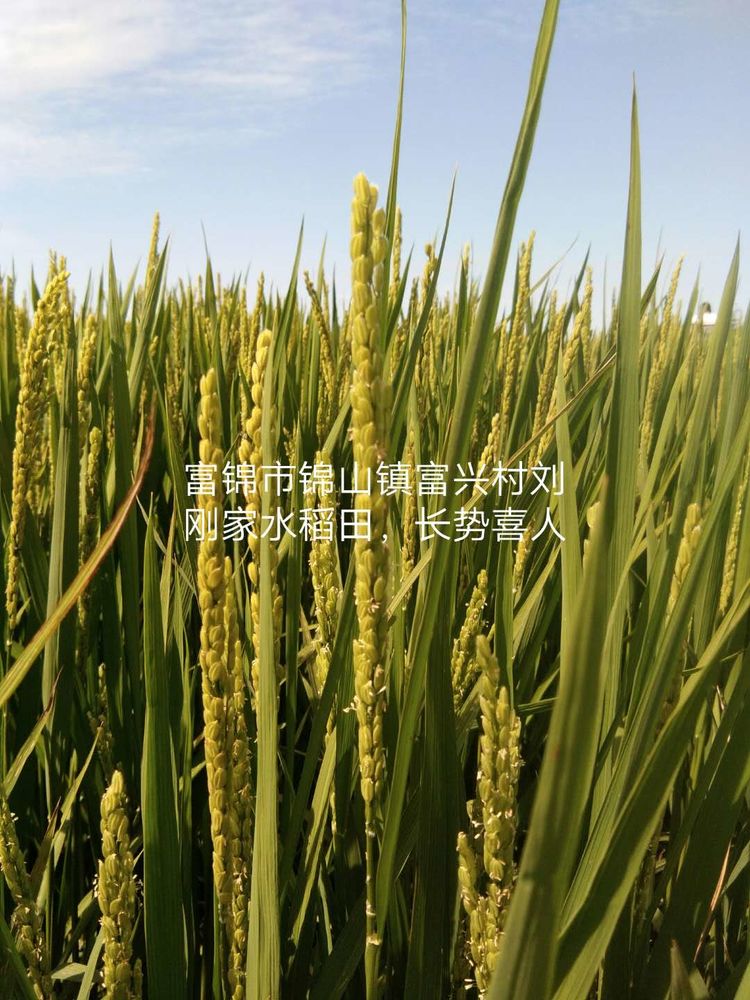 黑龍江雙鴨山市與佳木斯市的超聲波玉米、水稻種植田調查