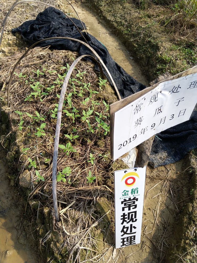 金稻農業大田田間調查