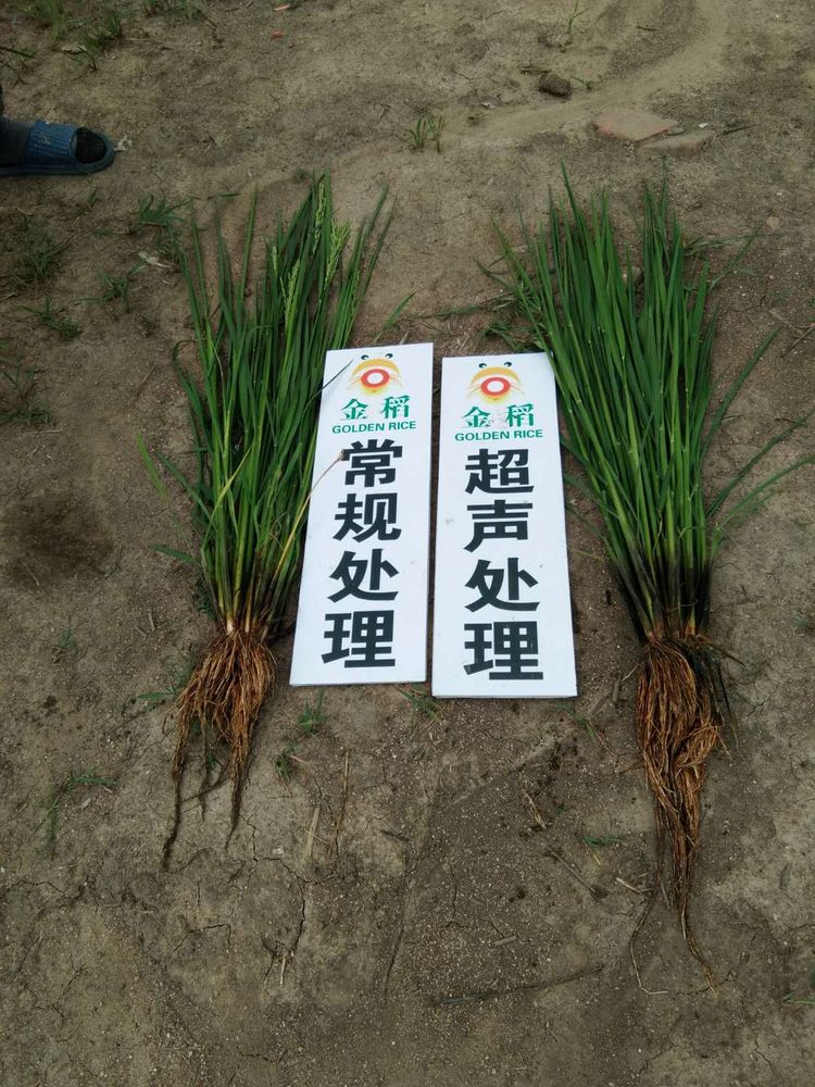 黑龍江雙鴨山市與佳木斯市的超聲波玉米、水稻種植田調查