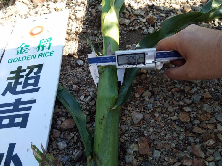 黑龍江雙鴨山市與佳木斯市的超聲波玉米、水稻種植田調查