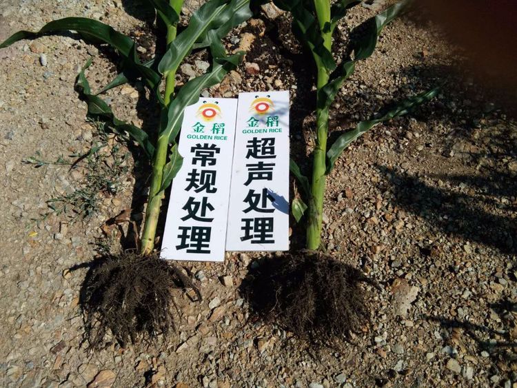 黑龍江雙鴨山市與佳木斯市的超聲波玉米、水稻種植田調查
