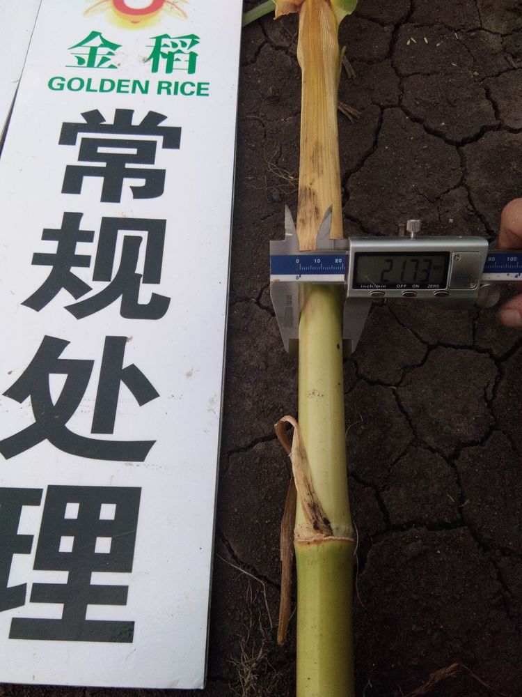 黑龍江雙鴨山市與佳木斯市的超聲波玉米、水稻種植田調查