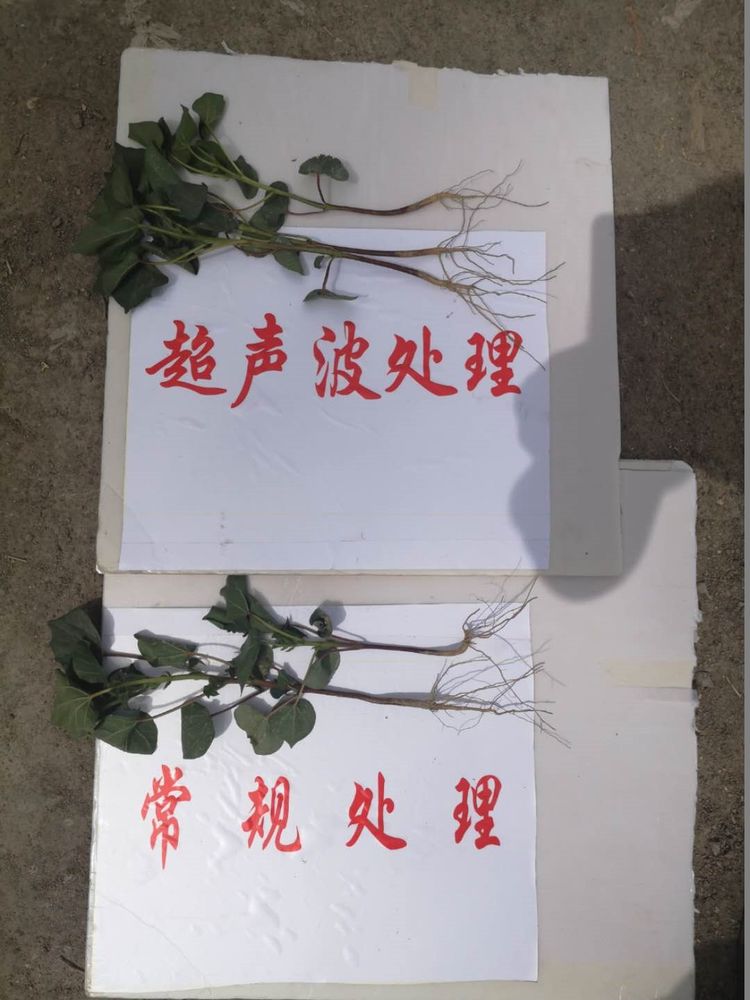 新疆省庫爾勒市棉花種植田間調查觀摩會